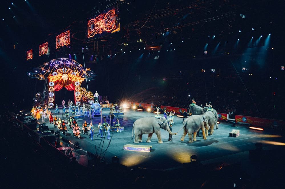 Elefant im Zirkus und Glaubenssätze
